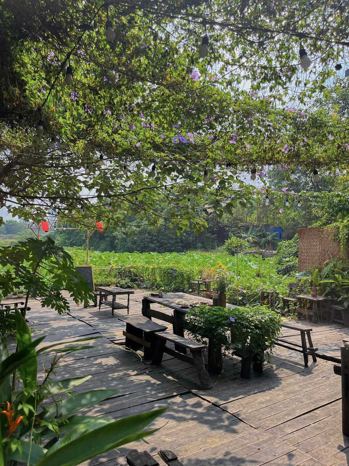 Photo by Trần Bích Loan