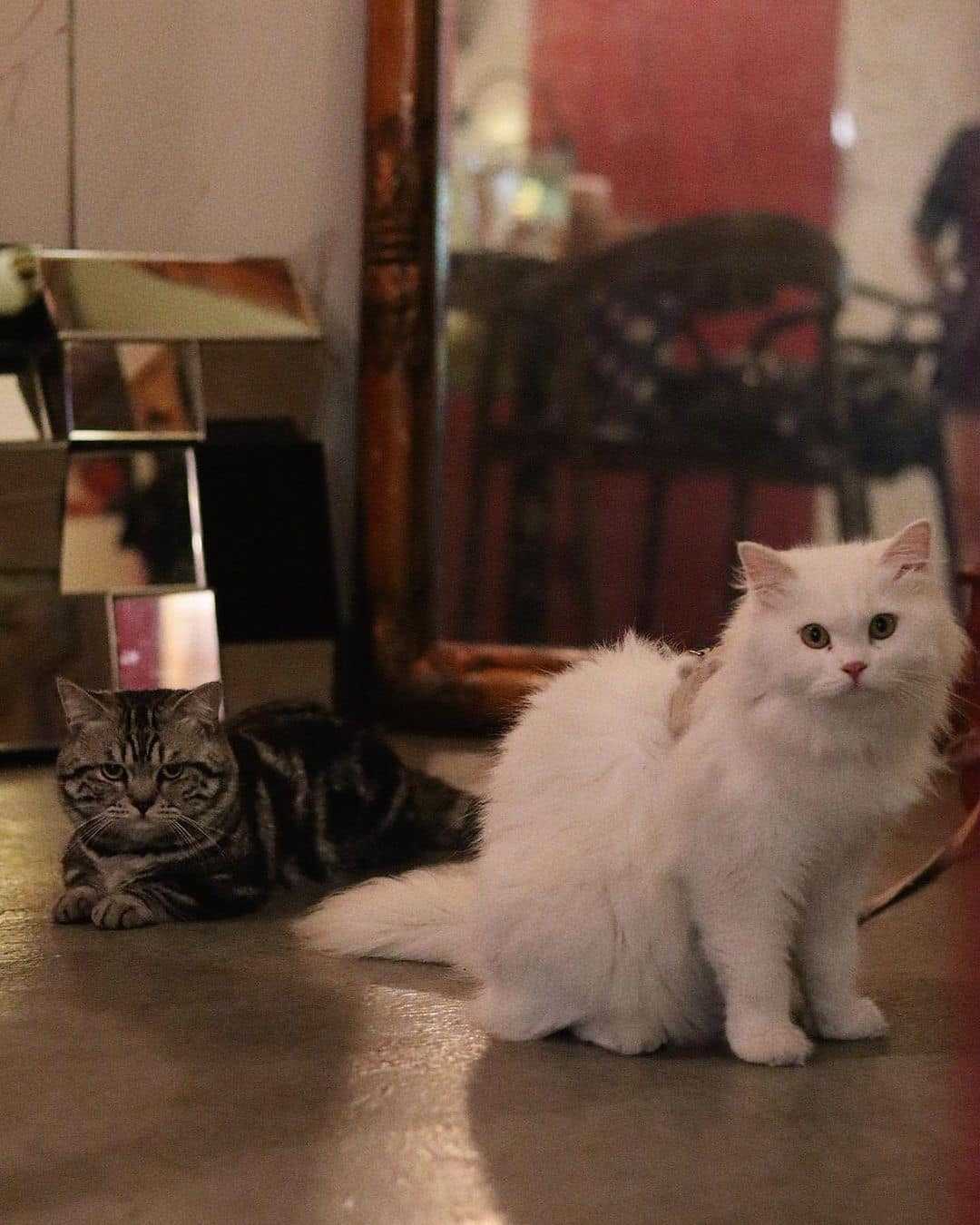 Photo by Linh Chi Bùi(instagram Chidicafe)